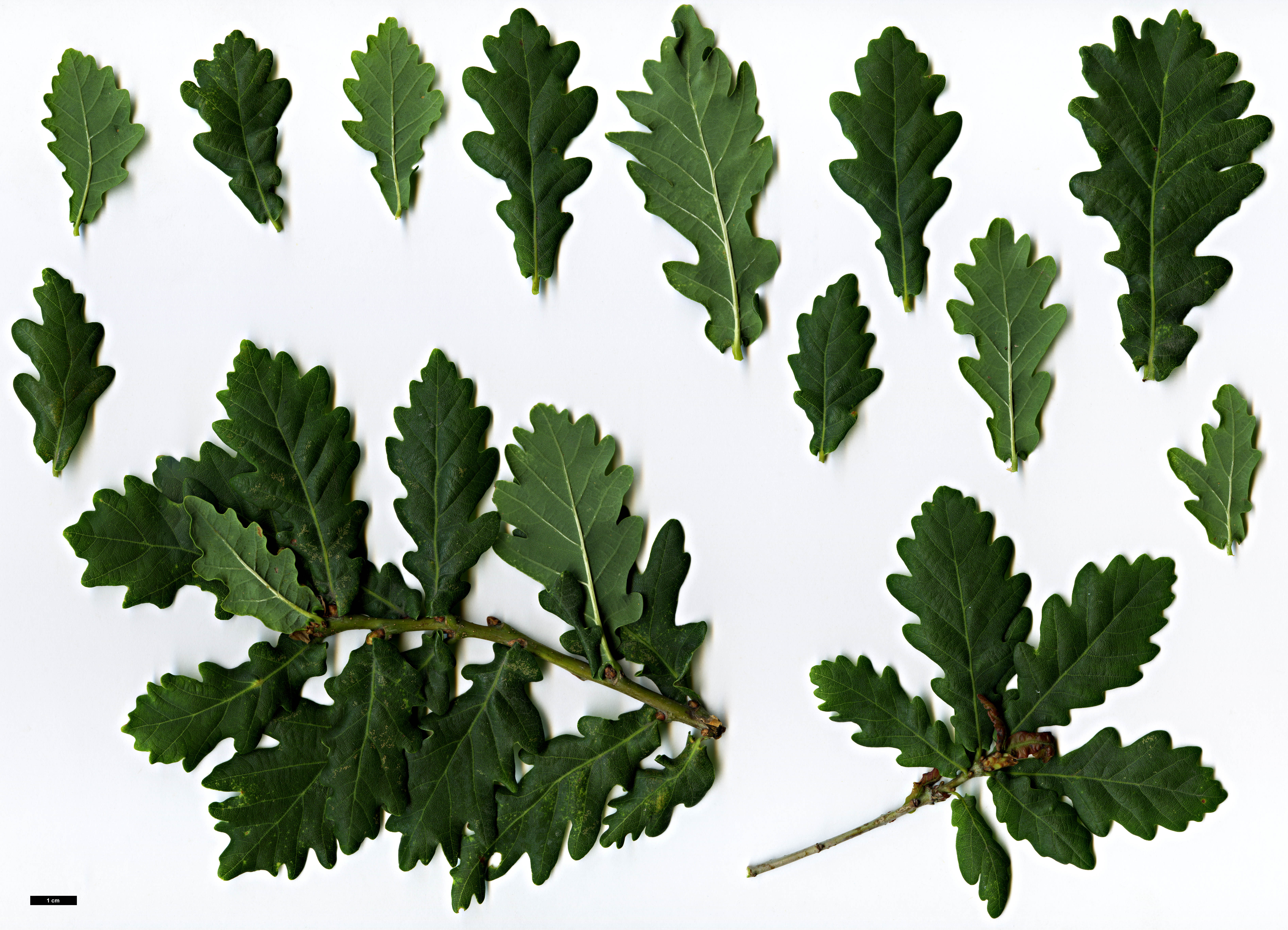 High resolution image: Family: Fagaceae - Genus: Quercus - Taxon: ×coutinhoi (Q.faginea × Q.robur)